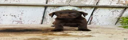 Labrador Retriever dogs for sale: Sutton - Ad 5