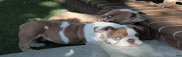 English Bulldog dogs for sale: English Bulldog Puppy 1 - Ad 5
