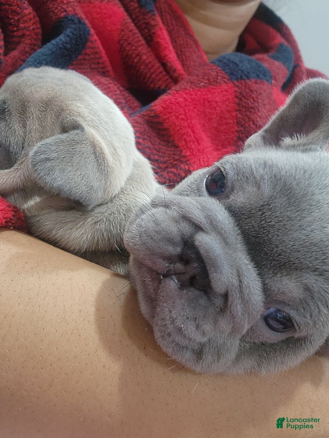 French Bulldog dogs for sale: Ace - Ad 3