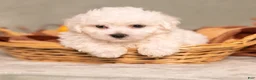 Bichon Frise dogs for sale: Quade - Ad 4