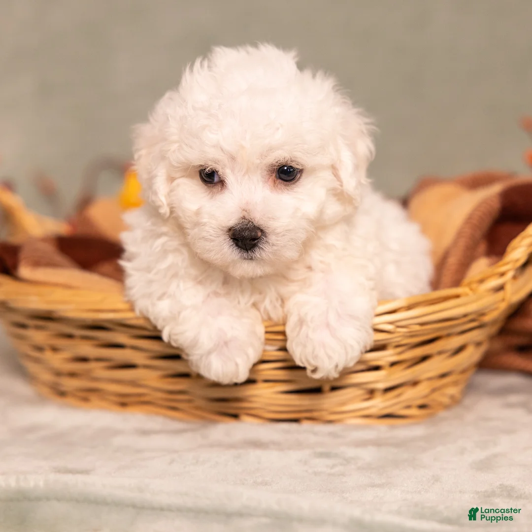 Bichon Frise dogs for sale: Quade - Ad 4