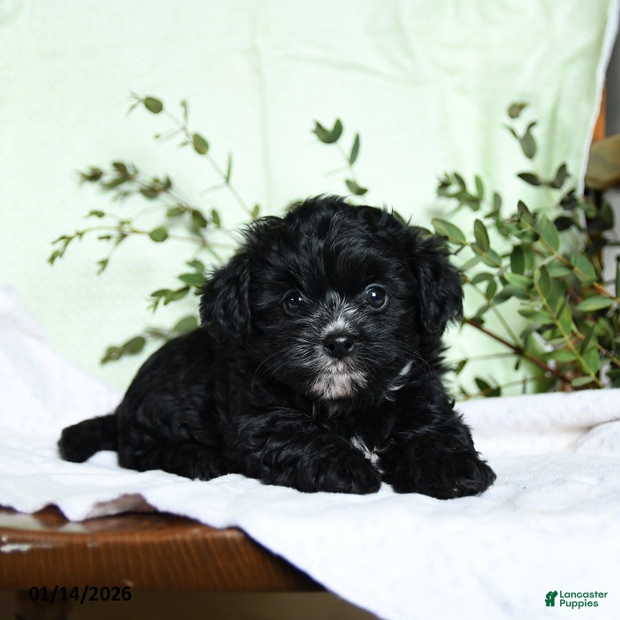 Mixed Breed dogs Oscar - Ad 2