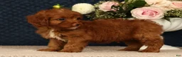 Cavapoo dogs for sale: Kendall - Ad 5
