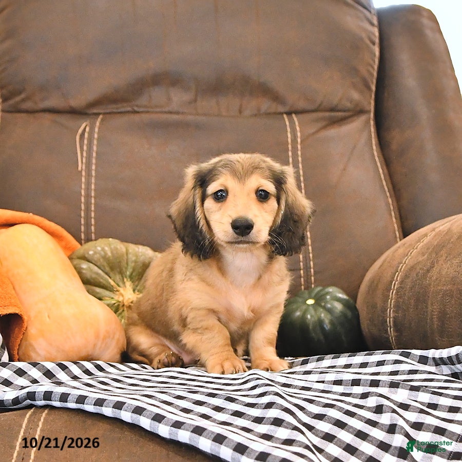 Miniature Dachshund dogs Milo - Ad 1