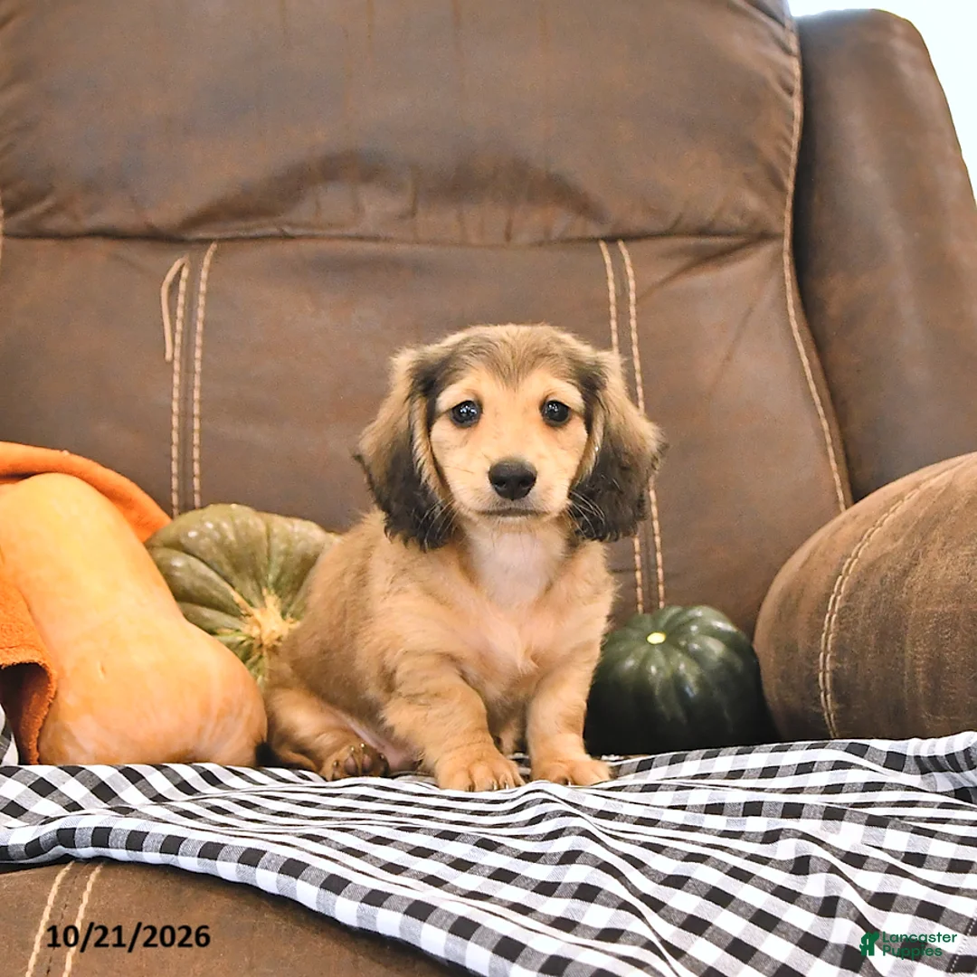 Miniature Dachshund dogs for sale: Milo - Ad 1