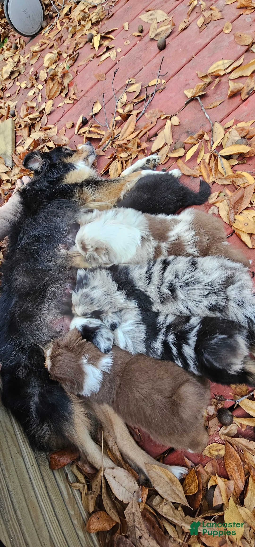 Miniature Australian Shepherd dogs for sale: Carrot  - Ad 10