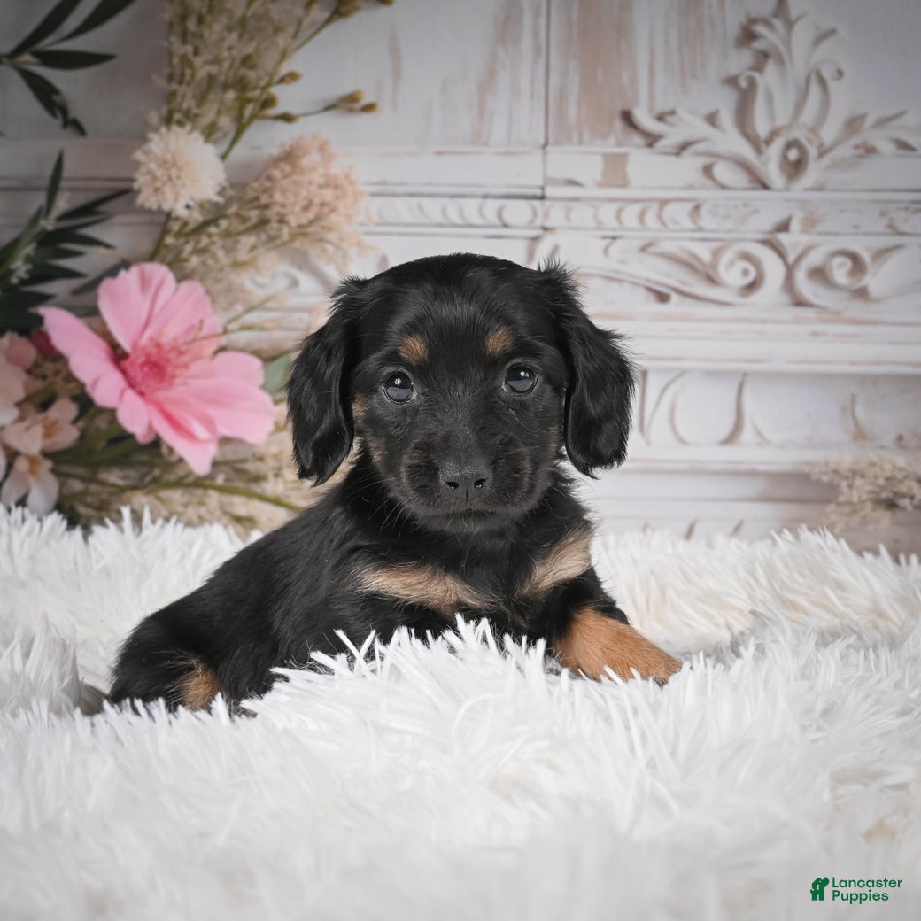 Miniature Dachshund dogs Panda-AKC - Ad 1