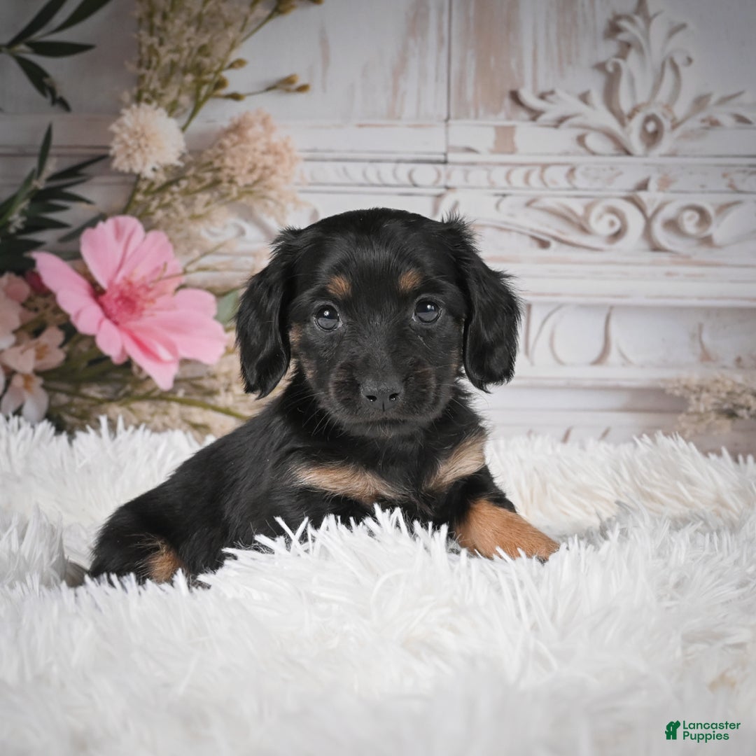 Miniature Dachshund dogs for sale: Panda-AKC - Ad 1