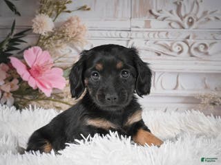 Miniature Dachshund dogs Panda-AKC - Ad 5