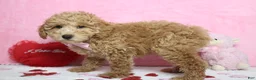 Toy Poodle dogs for sale: Garnet - Ad 5
