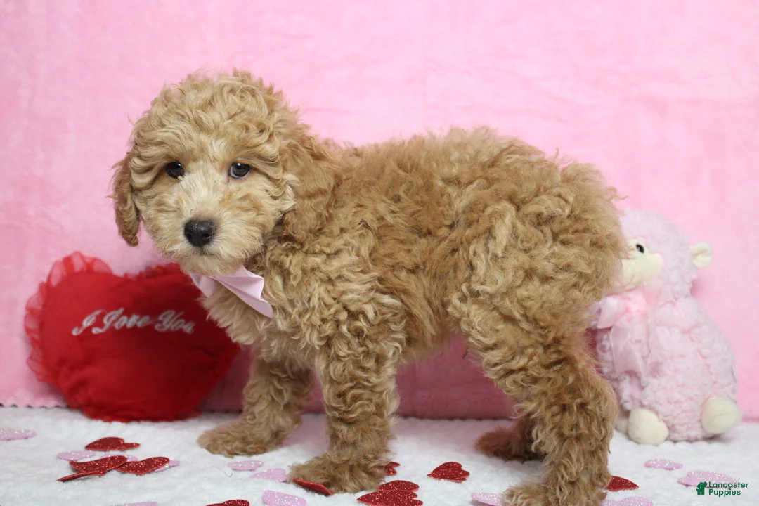 Toy Poodle dogs for sale: Garnet - Ad 5