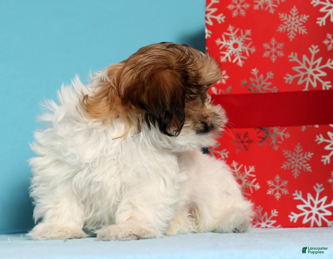 Shih Tzu dogs for sale: Dixie - Ad 9