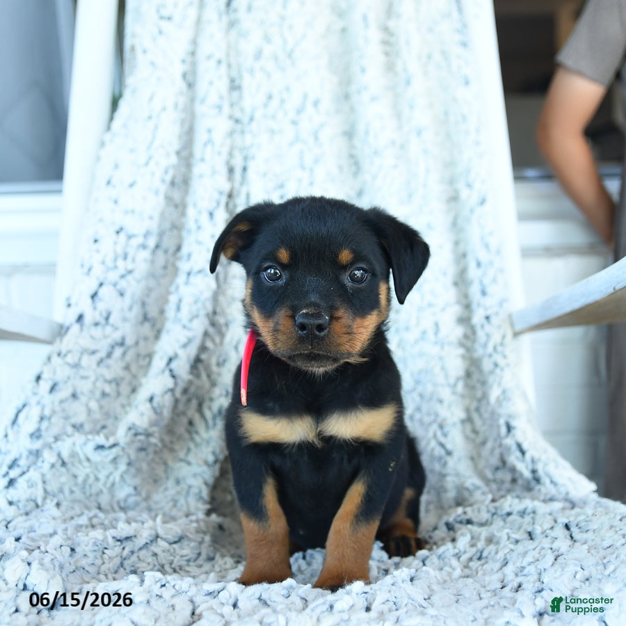 Rottweiler dogs Reese - Ad 2