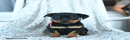 Rottweiler dogs for sale: Reese - Ad 2