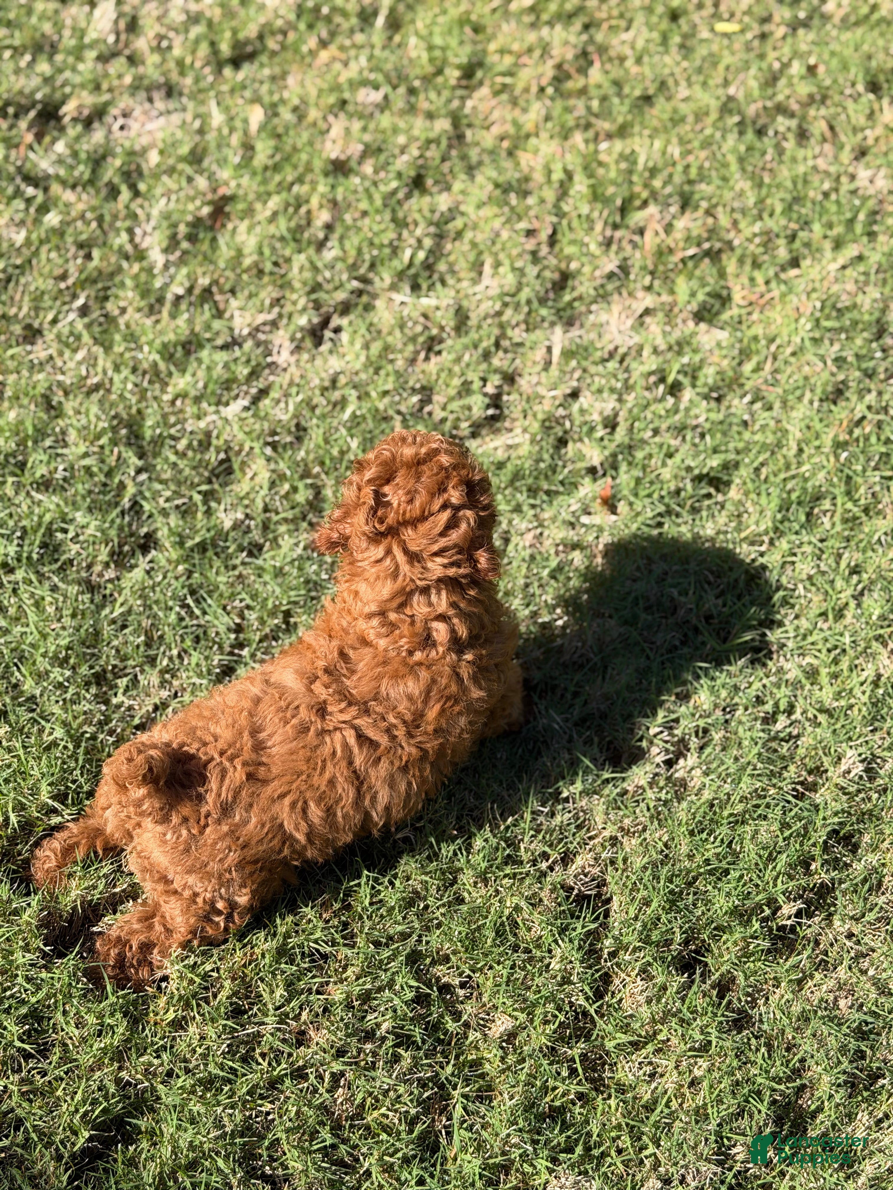 Toy Poodle dogs for sale: Bear - Ad 2