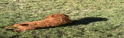 Toy Poodle dogs for sale: Bear - Ad 2