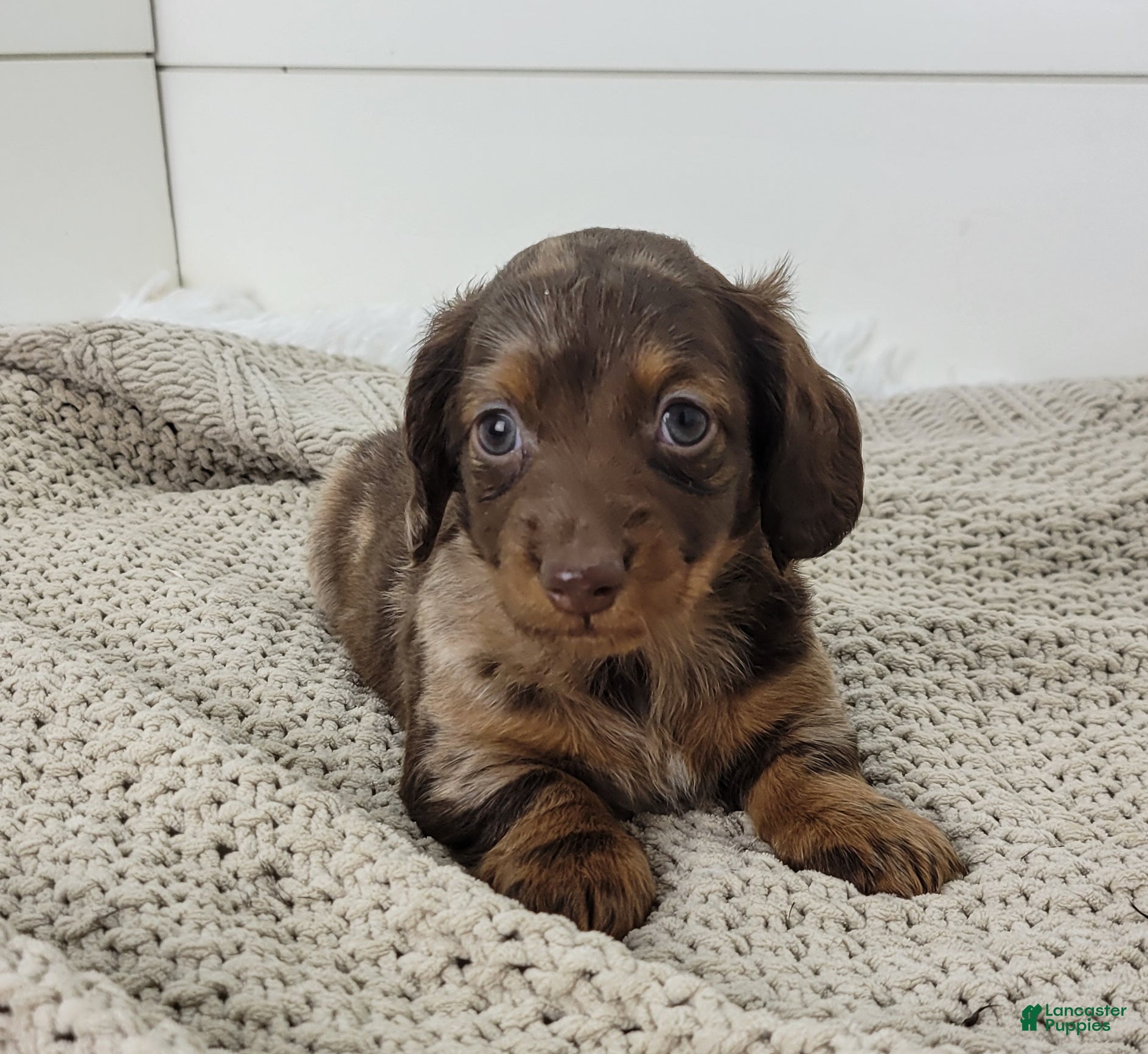 Dachshund dogs Oliver - Ad 1
