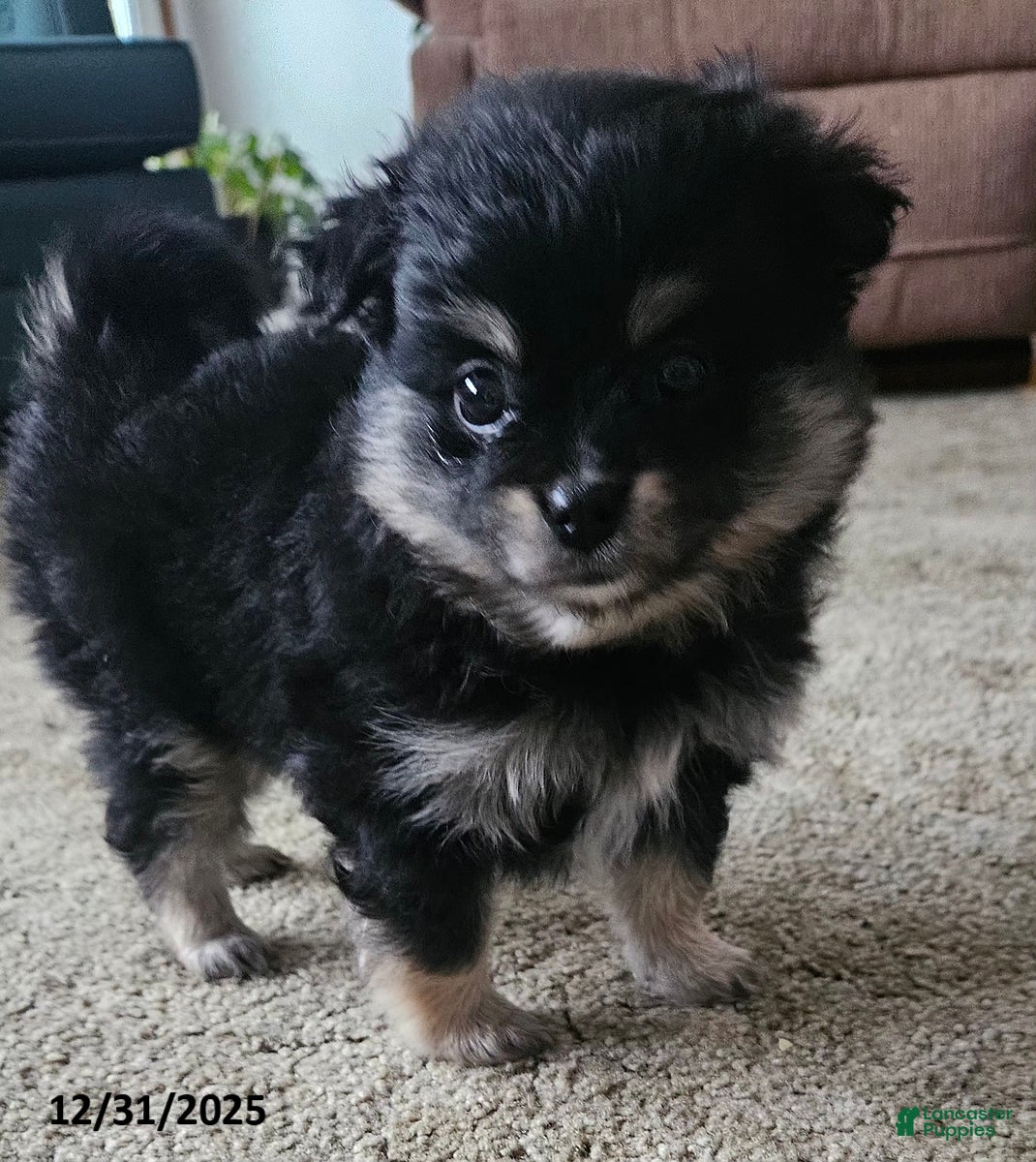 Mixed Breed dogs Zoey - Ad 6