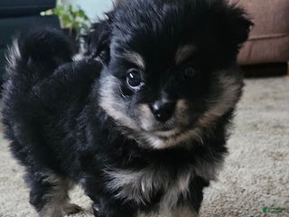 Mixed Breed dogs Zoey - Ad 6