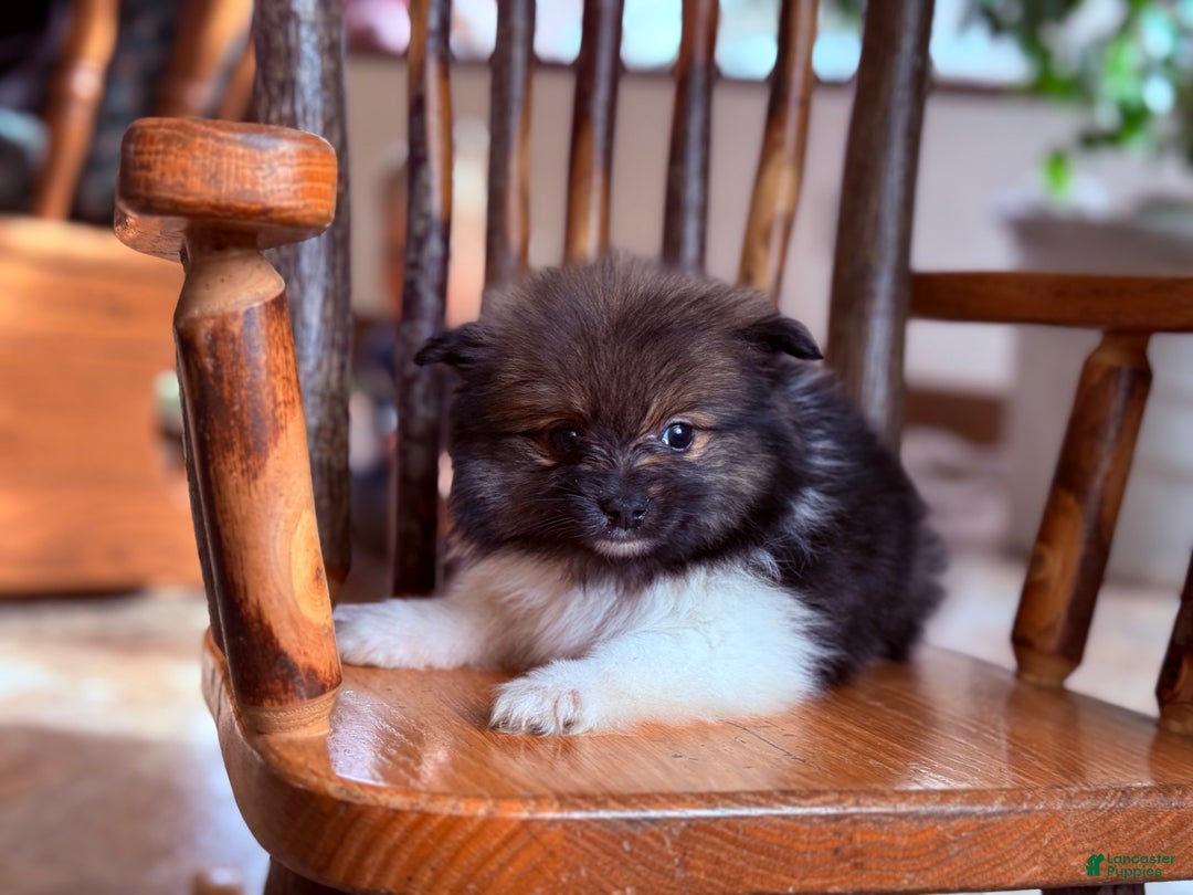 Pomeranian dogs for sale: Kappucina - Ad 4