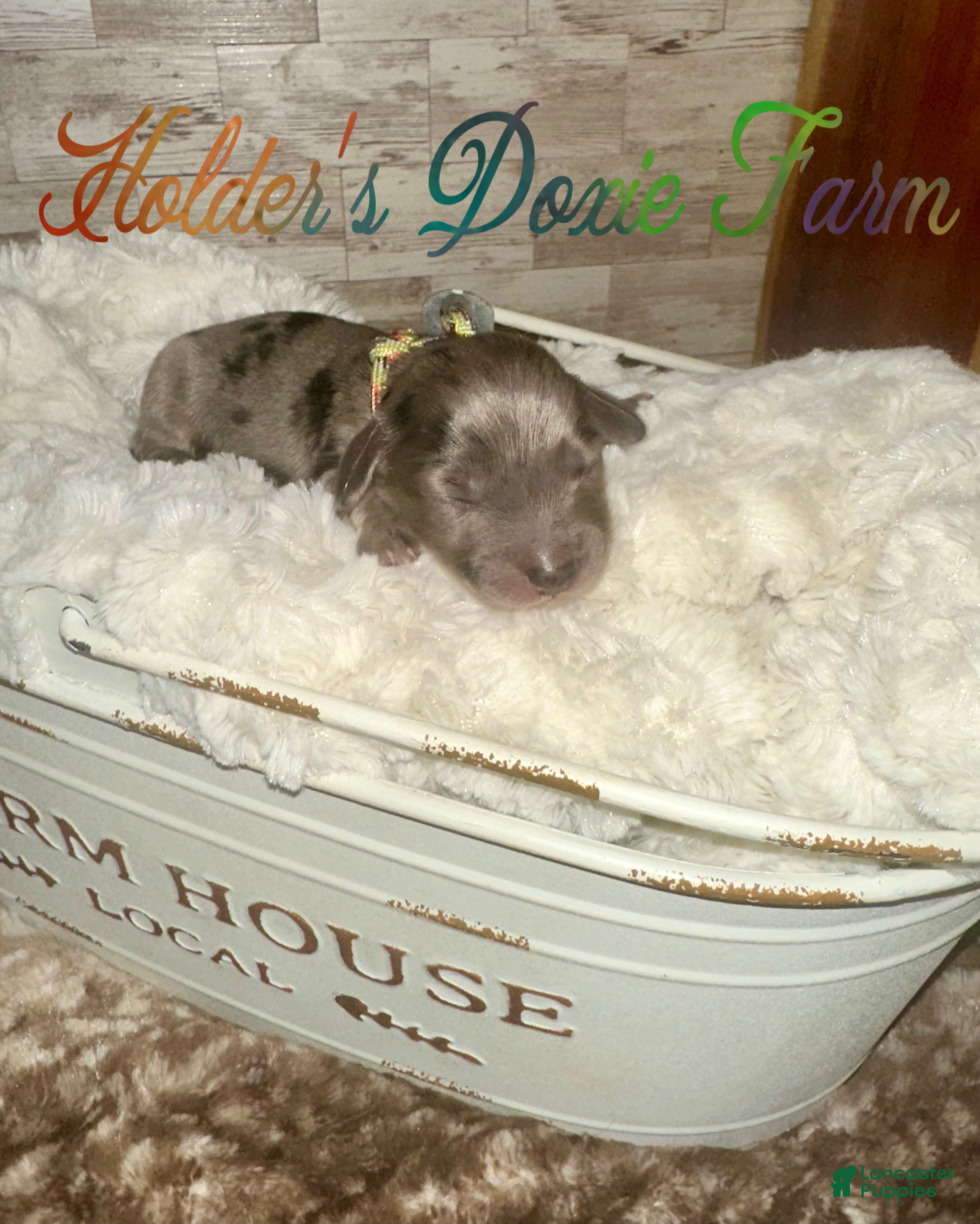 Miniature Dachshund dogs Bodie - Ad 33