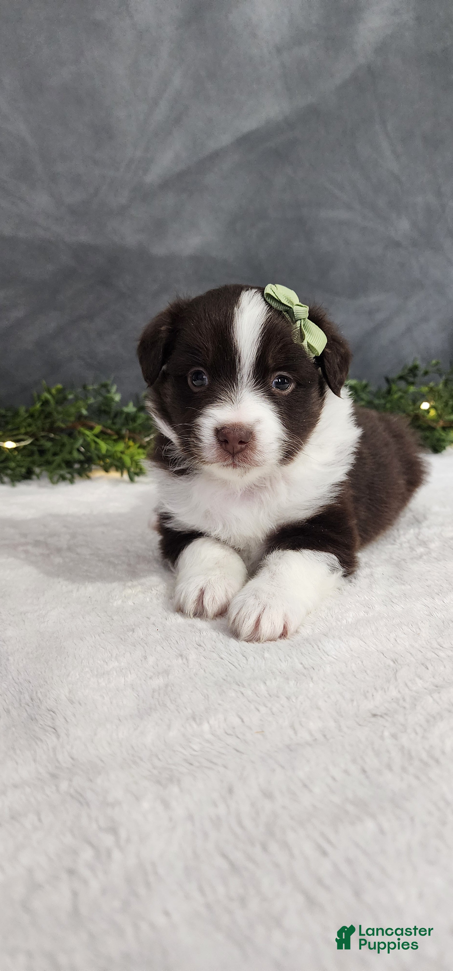 Miniature Australian Shepherd dogs Milo - Ad 1