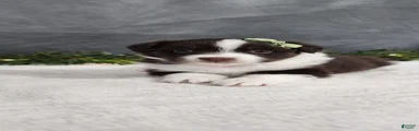 Milo