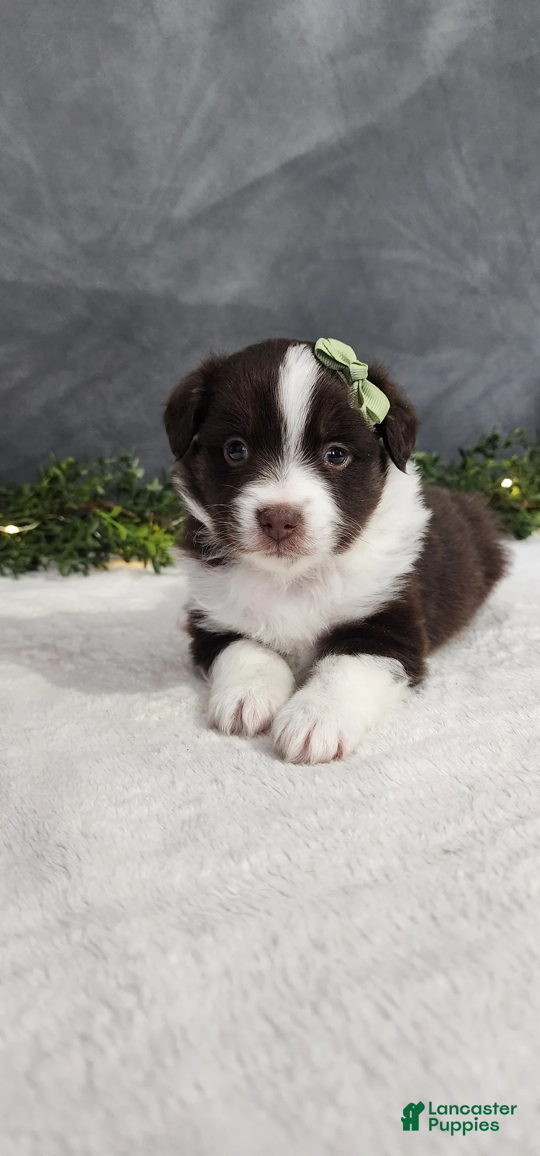 Miniature Australian Shepherd dogs for sale: Milo - Ad 1