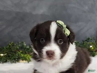 Miniature Australian Shepherd dogs for sale: Milo - Ad 1