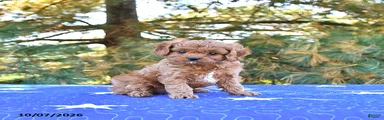 Bella  
