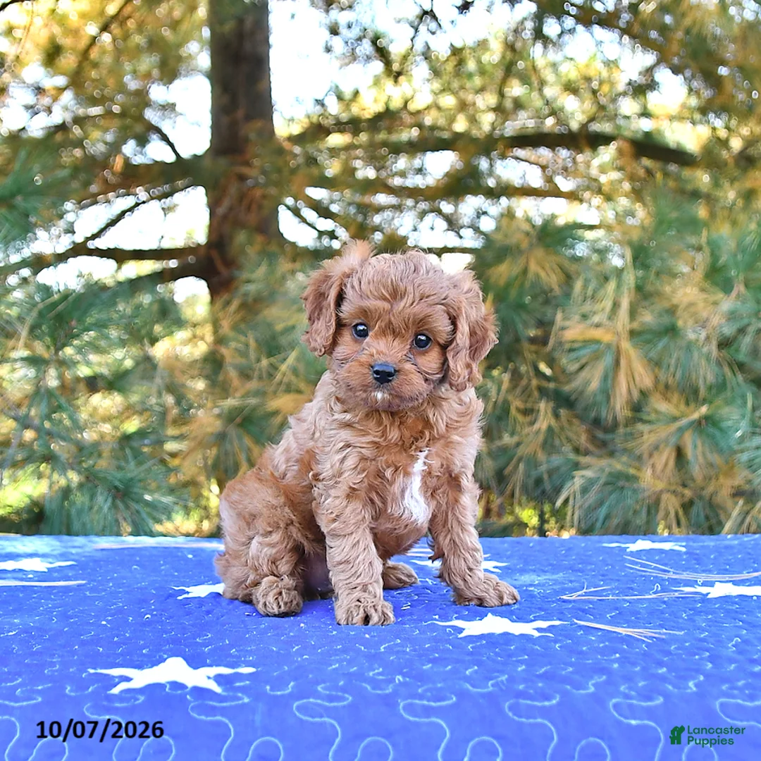 Cavapoo dogs for sale: Bella   - Ad 1