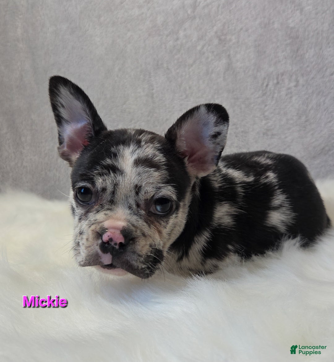 Mixed Breed dogs for sale: Mickie - Ad 5