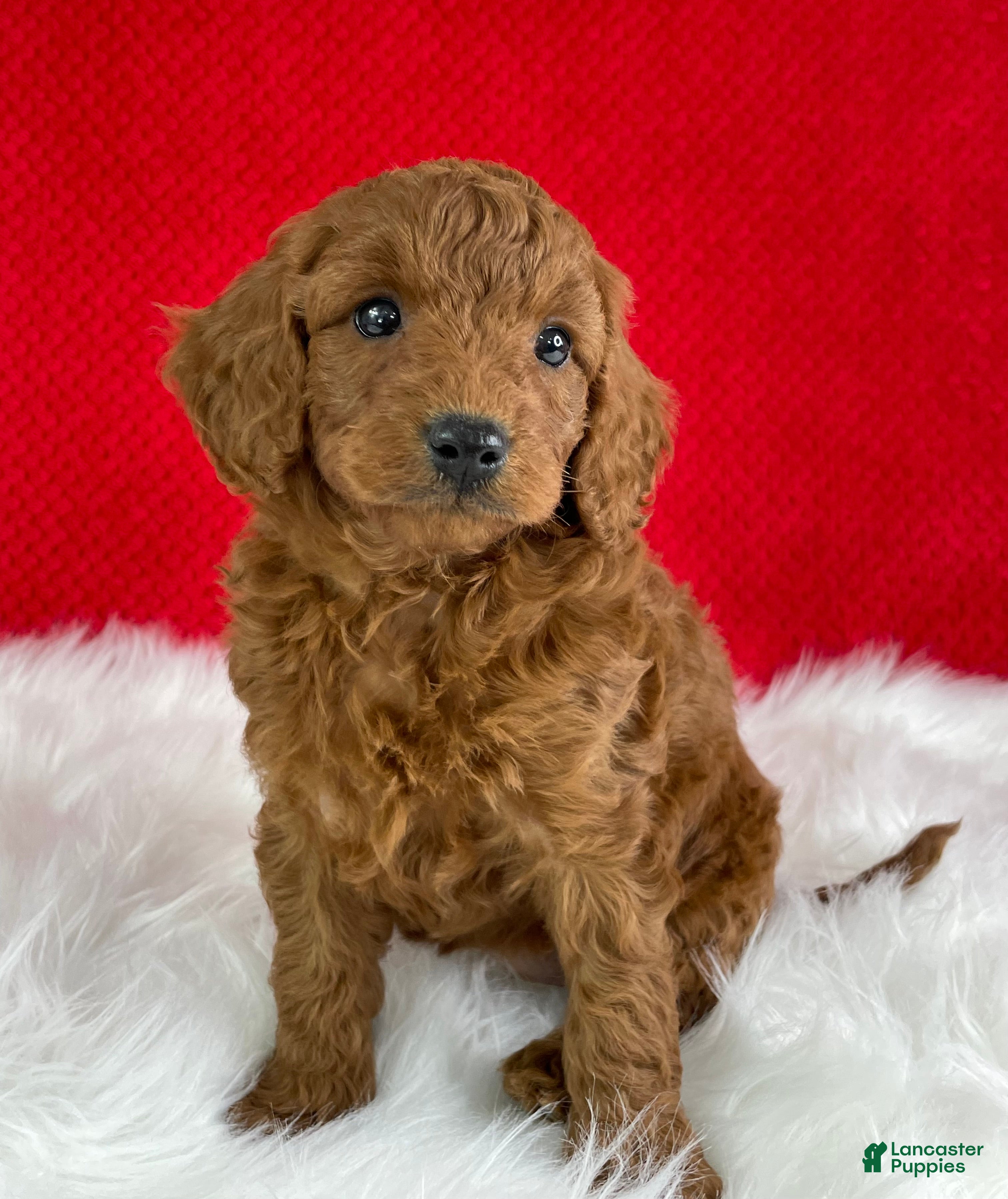 Mini Goldendoodle dogs Sadie - Ad 1