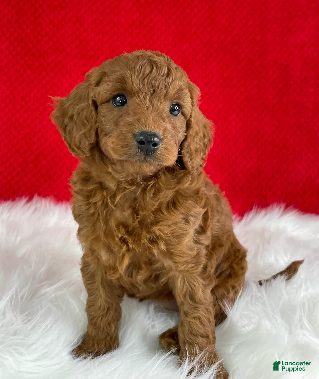 Mini Goldendoodle dogs for sale: Sadie - Ad 1