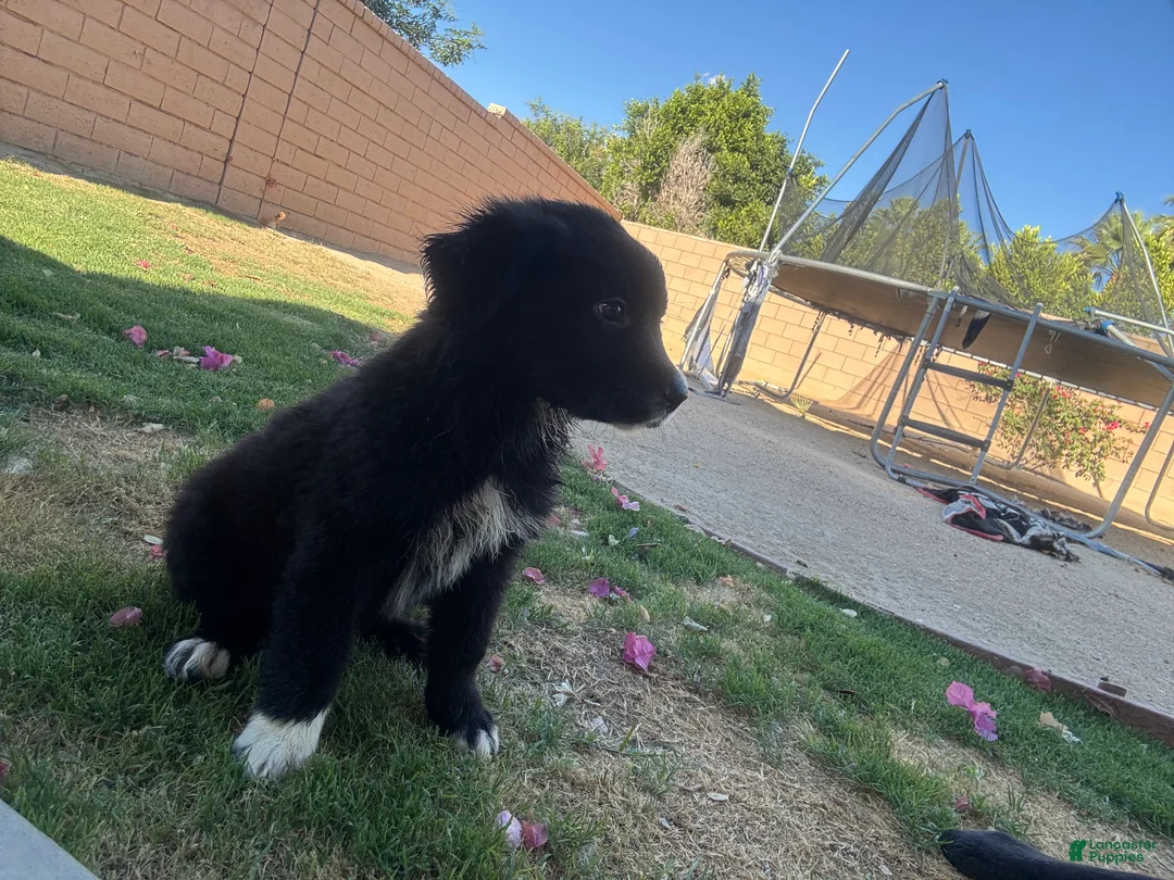 Mixed Breed dogs for sale: Mixed Breed Puppy 1 - Ad 2