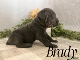Cane Corso dogs Brady - Ad 37