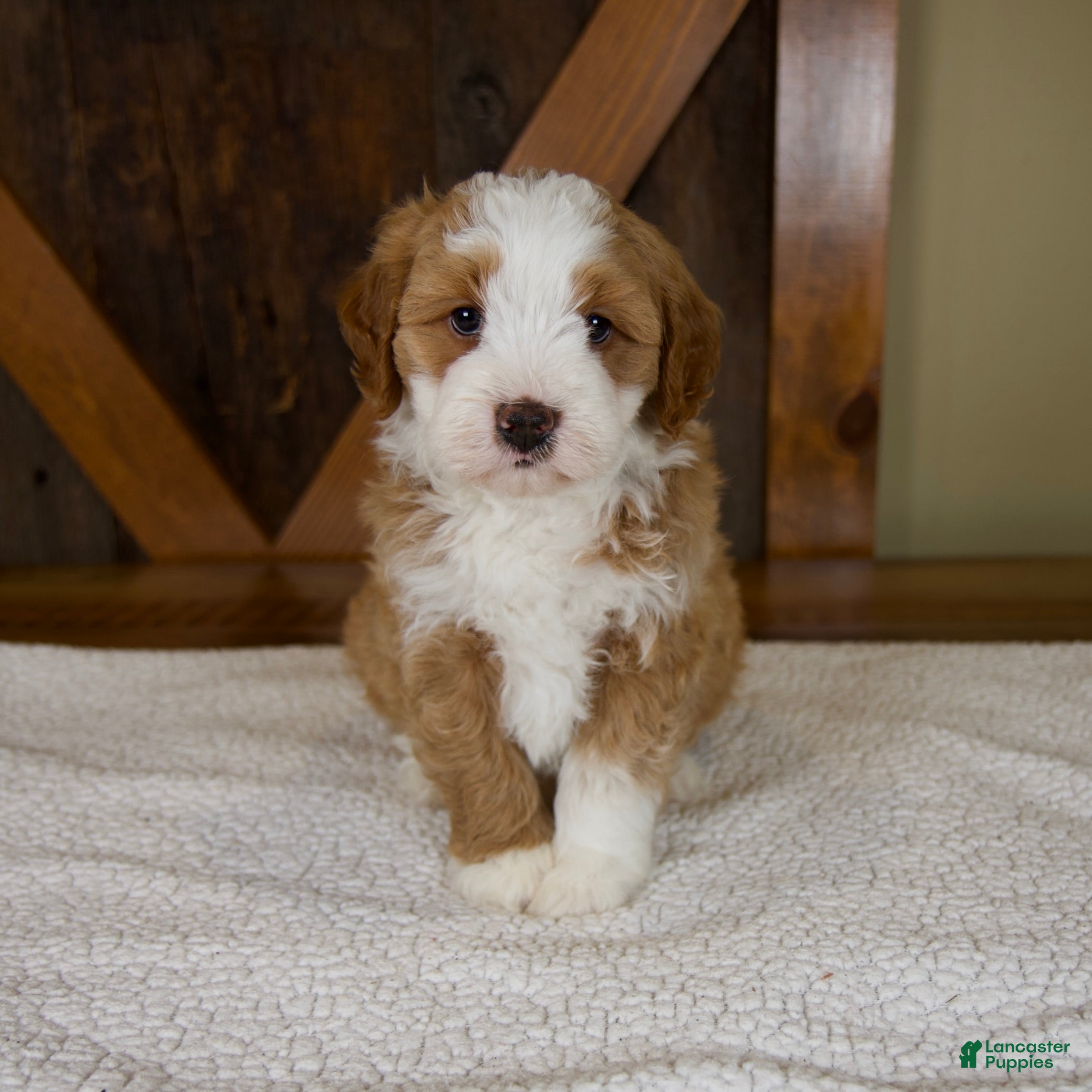 Mini Bernedoodle dogs Sanderson - Rare color! - Ad 2