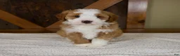 Mini Bernedoodle dogs for sale: Sanderson - Rare color! - Ad 2