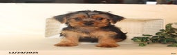 Yorkshire Terrier dogs for sale: Biscuit - Ad 5