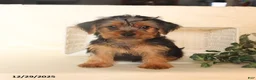Yorkshire Terrier dogs for sale: Biscuit - Ad 5