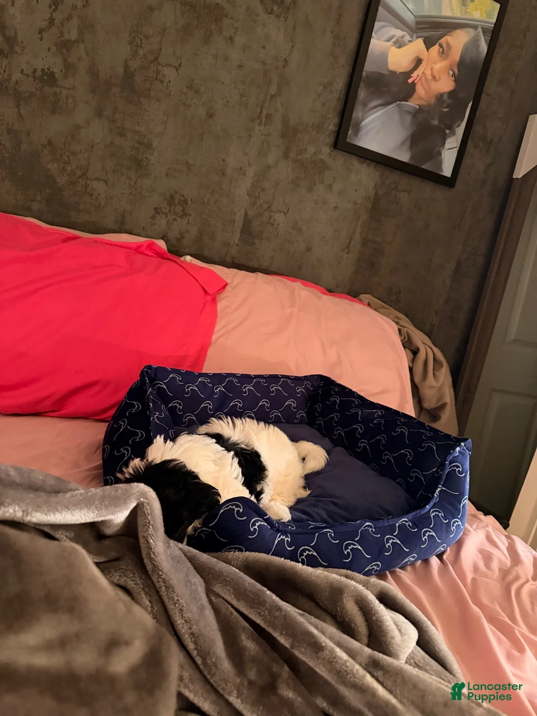Shih Tzu dogs for sale: Shih Tzu 1 - Ad 3