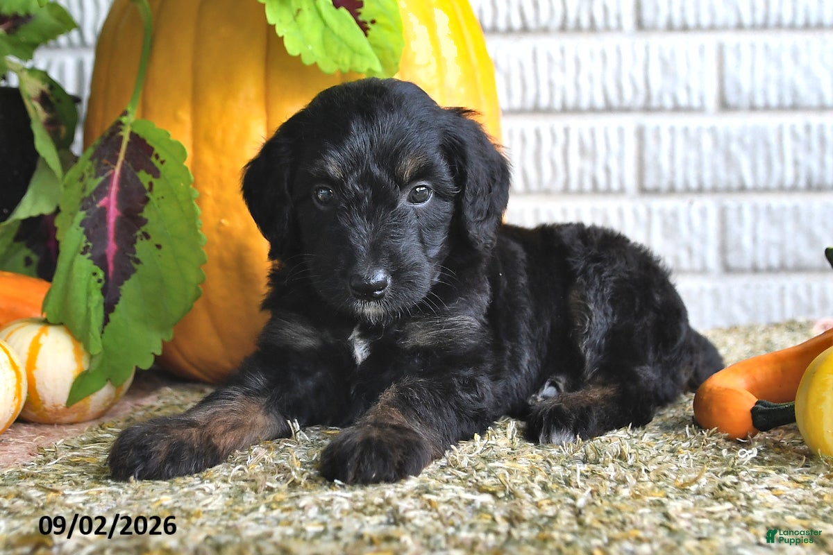 Mixed Breed dogs Teddy - Ad 2