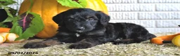 Mixed Breed dogs for sale: Teddy - Ad 2