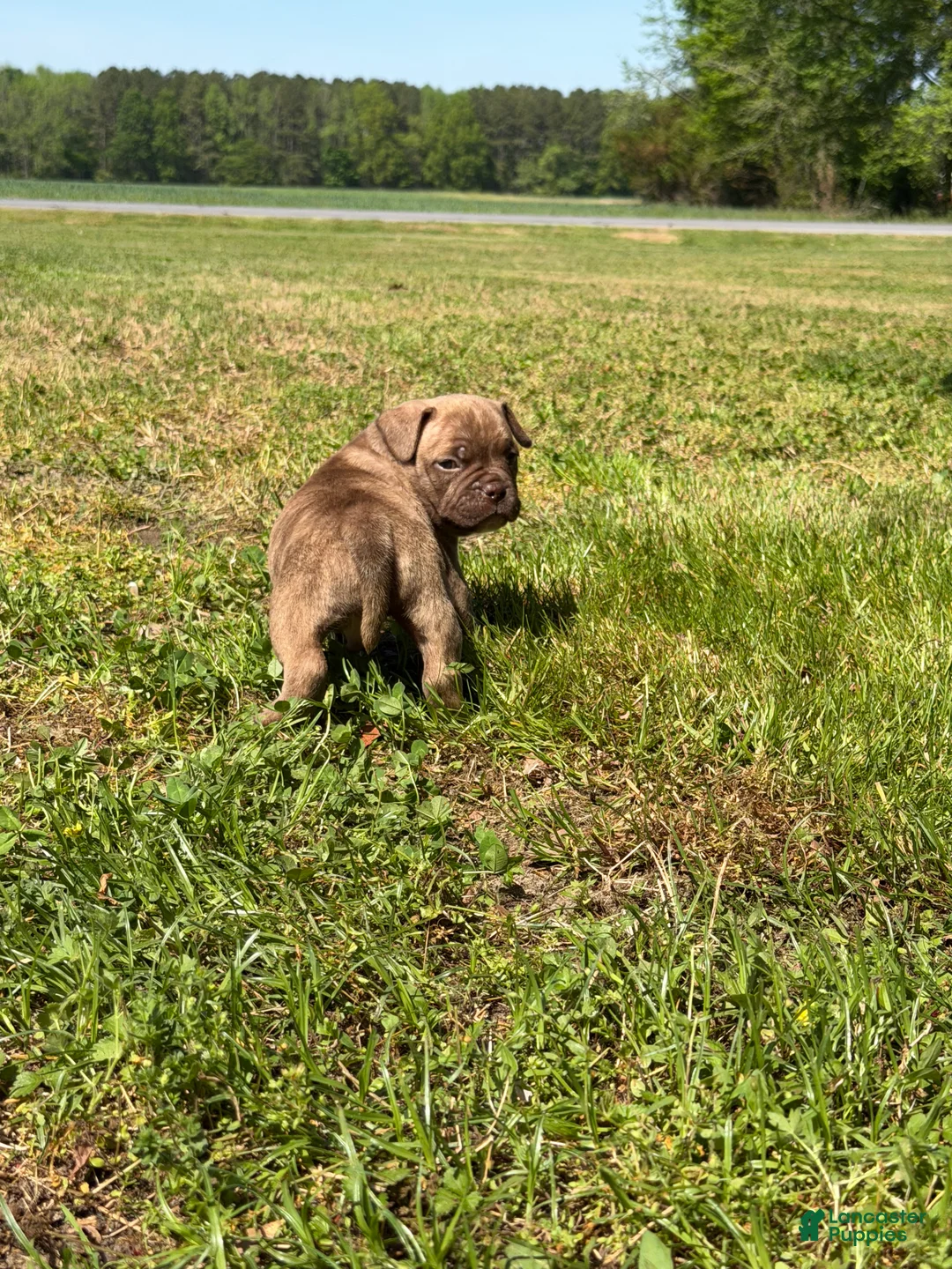 Mixed Breed dogs for sale: Koda - Ad 2