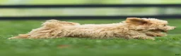 Maltipoo dogs for sale: Nacho Maltipoo Puppy  - Ad 9