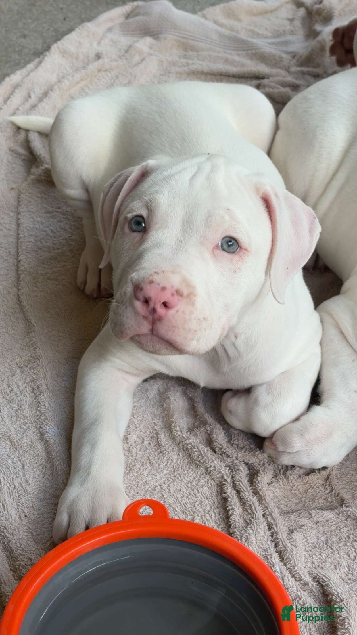 American Pit Bull Terrier dogs American Pit Bull Terrier 1 - Ad 2