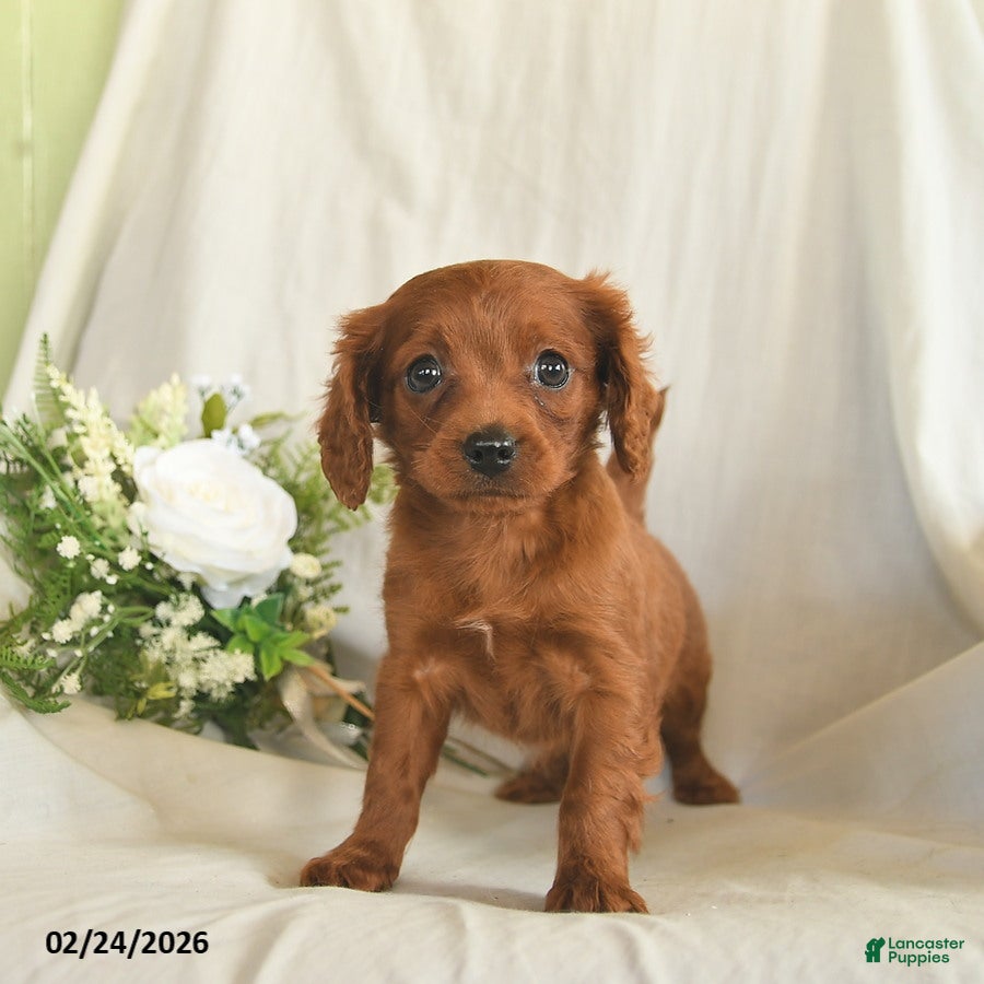 Mixed Breed dogs Chase  - Ad 1