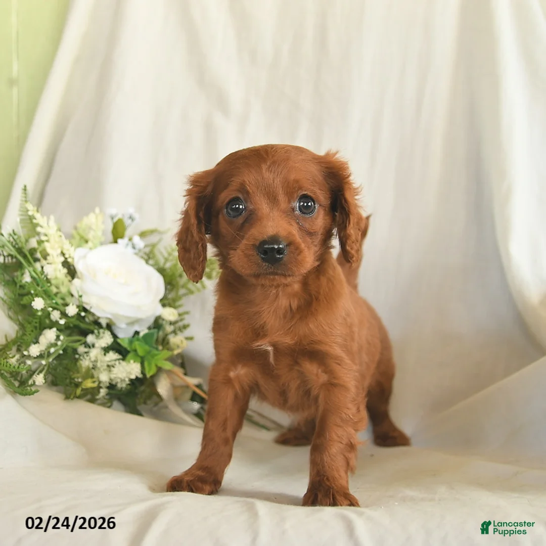 Mixed Breed dogs for sale: Chase  - Ad 1