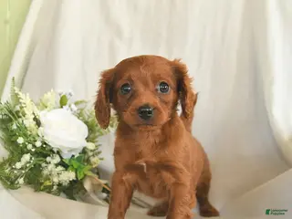 Mixed Breed dogs for sale: Chase - Ad 2