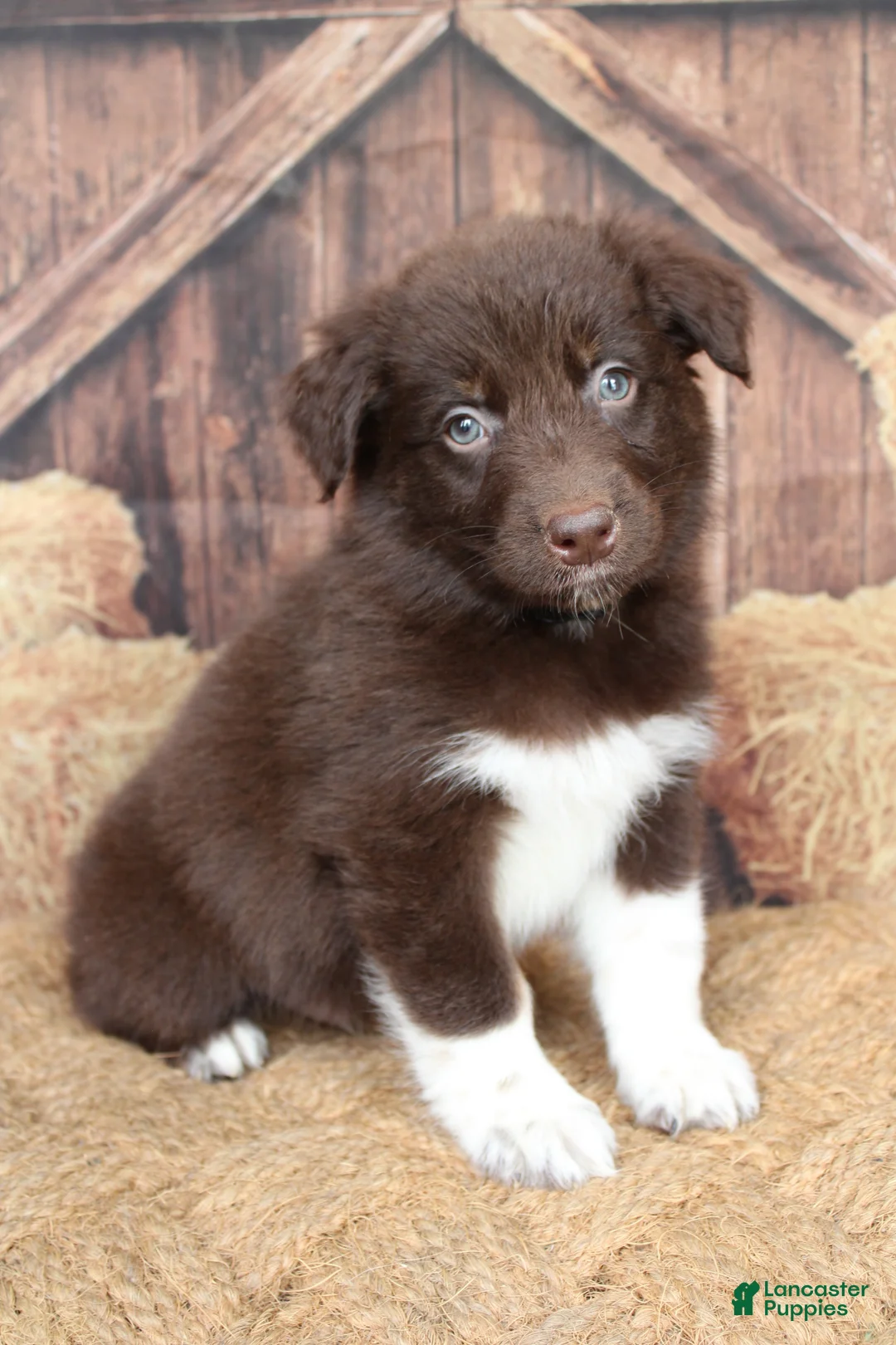 Australian Shepherd dogs for sale: Bear - Ad 1